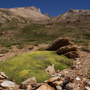 Azorella monantha